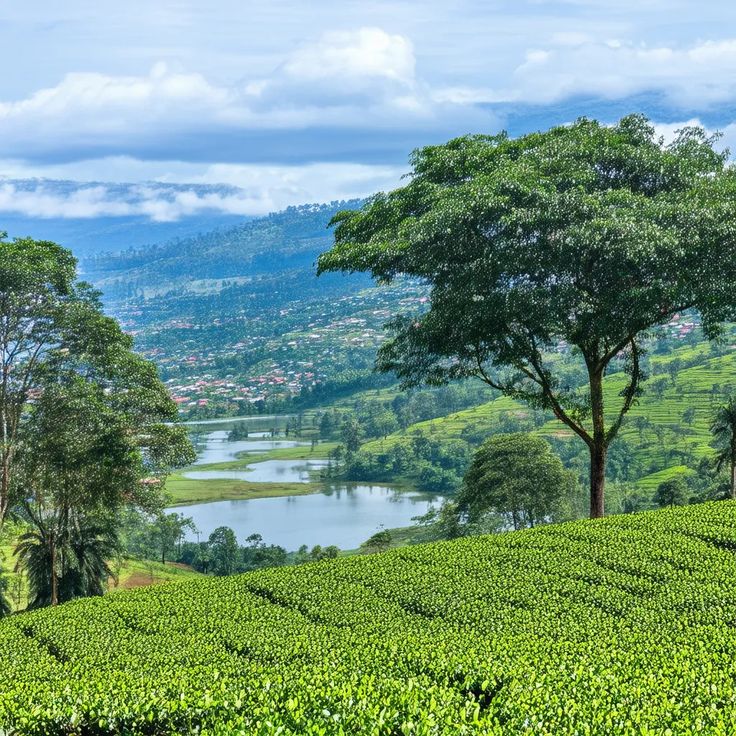 Ngamba Island Lake Victoria